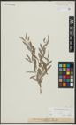 Foto von Salix alba var. sericea Gand.